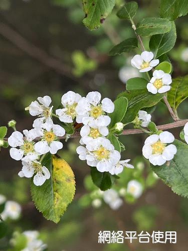 Spiraea prunifolia Siebold & Zucc. var. pseudoprunifolia (Hayata) Li???