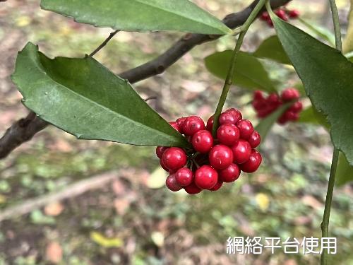 Ardisia cornudentata Mez???