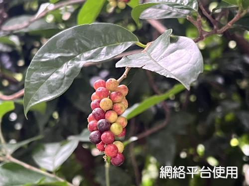 Antidesma pentandrum Merr. var. barbatum (C. Presl) Merr.???