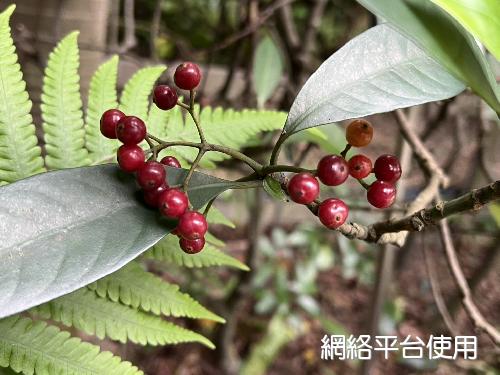 Psychotria rubra (Lour.) Poir.???