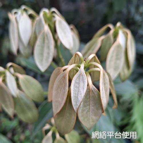 Neolitsea aurata (Hayata) Koidz.?????