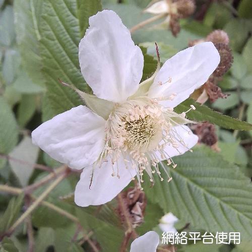 Rubus croceacanthus H. Le'vl???