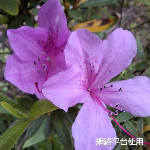 Rhododendron kanehirae Wilson