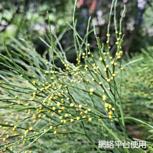 Psilotum nudum (L.) P. Beauv.???