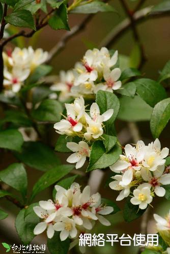 Rhaphiolepis indica (L.) Lindl. ex Ker var. tashiroi Hayata ex Matsumura & Hayata???