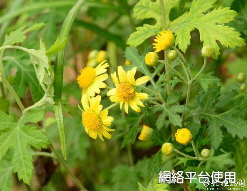 Chrysanthemum lavandulifolium (Fisch. ex Trautv.) Makino var. tomentellum Hand.-Mazz.????