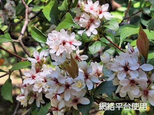 Rhaphiolepis indica (L.) Lindl. ex Ker var. tashiroi Hayata ex Matsumura & Hayata???