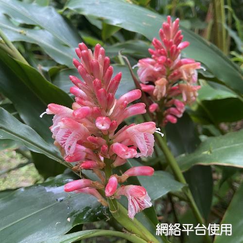 Alpinia ilanensis S. C. Liu & J. C. Wang????