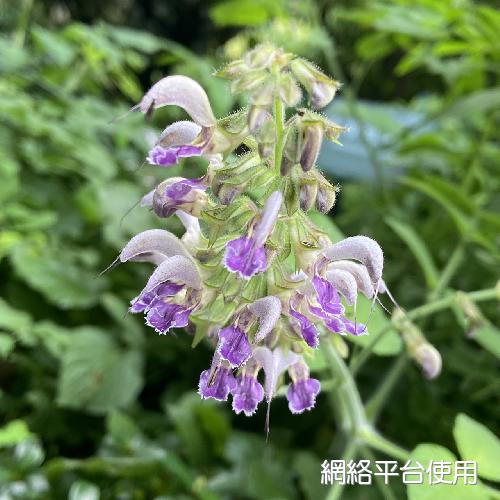 Salvia bowleyana Dunn???
