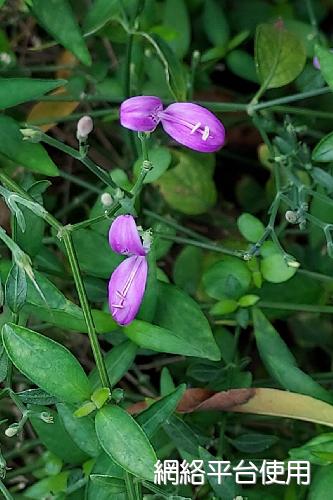 Hypoestes cumingiana Benth. & Hook.???