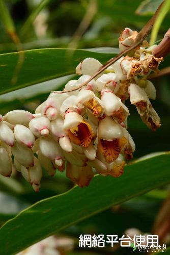 Alpinia tonrokuensis Hayata????