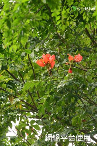 Spathodea campanulata Beauv.???