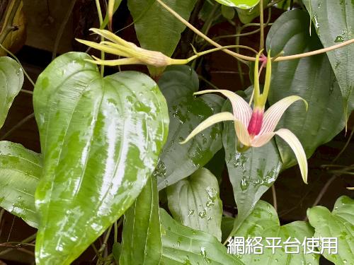 Stemona tuberosa Lour.??