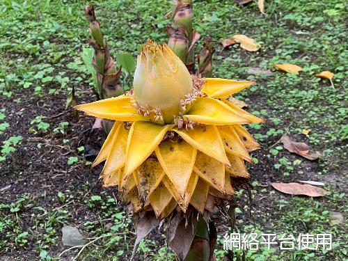 Musella lasiocarpa (Franch.) H. W. Li????