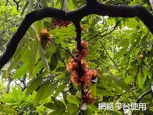 Saraca asoca (Roxb.) De Wilde?????