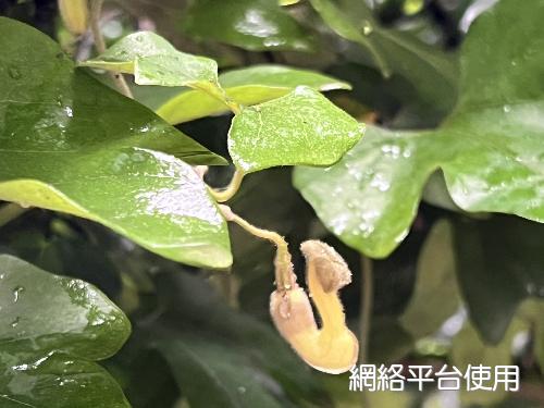 Aristolochia shimadai Hayata