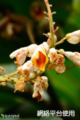 Alpinia tonrokuensis Hayata????