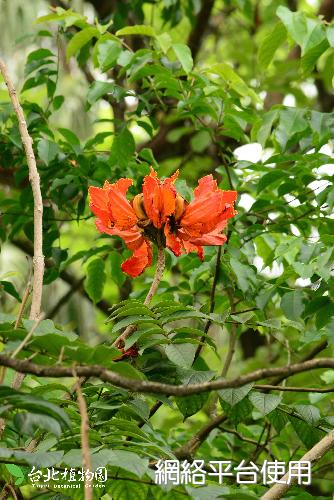 Spathodea campanulata Beauv.???