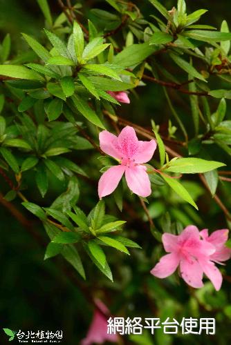 Rhododendron kanehirae Wilson