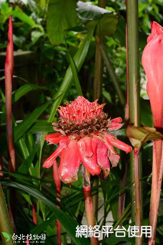 Etlingera elatior (Jack) R. M. Sm.???