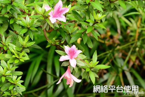 Rhododendron kanehirae Wilson