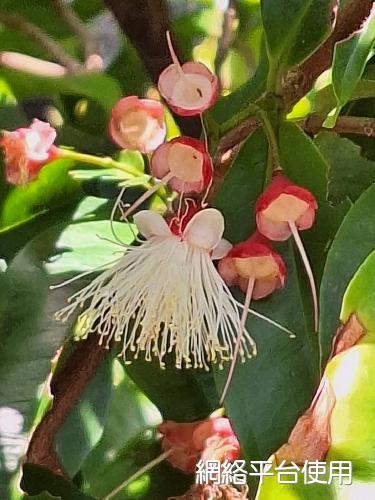 Syzygium tripinnatum (Blanco) Merr.????