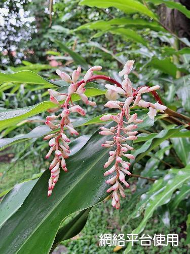 Alpinia formosana K. Schum.????