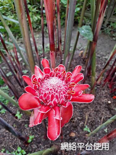Etlingera elatior (Jack) R. M. Sm.???