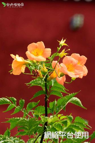Campsis grandiflora (Thunb.) K. Schum.??
