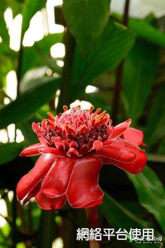 Etlingera elatior (Jack) R. M. Sm.???