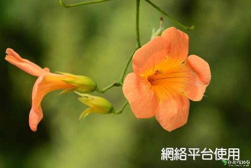 Campsis grandiflora (Thunb.) K. Schum.??