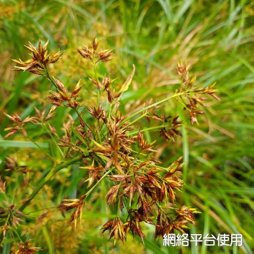 Rhynchospora corymbosa (L.) Britton???