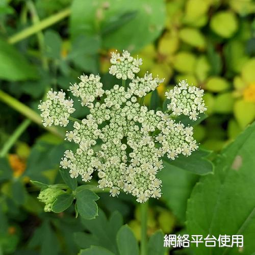 Peucedanum japonicum Thunb.????