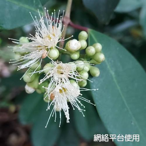 Syzygium kusukusense (Hayata) Mori?????