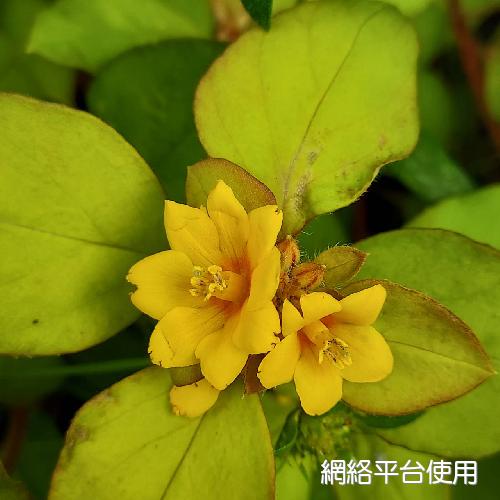 Lysimachia congestiflora Hemsl.?????