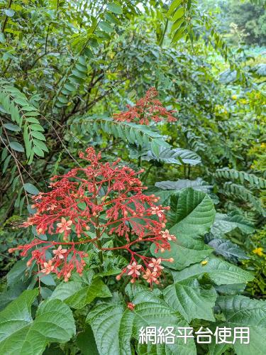 Clerodendrum paniculatum L.?????