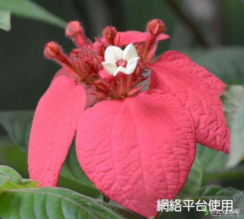 Mussaenda erythrophylla Schumach & Thonn.?????