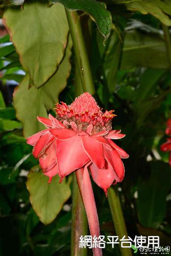 Etlingera elatior (Jack) R. M. Sm.???