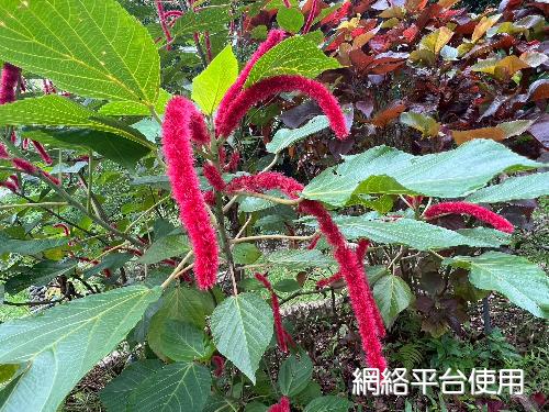 Acalypha hispida Burm. f.????