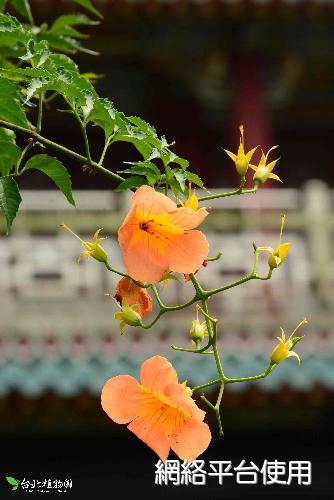 Campsis grandiflora (Thunb.) K. Schum.??