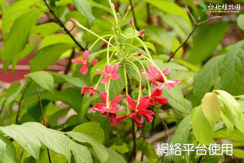 Quisqualis indica L.???