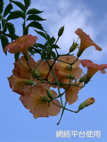 Campsis grandiflora (Thunb.) K. Schum.??