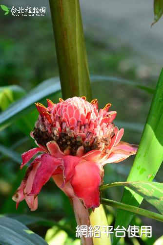 Etlingera elatior (Jack) R. M. Sm.???
