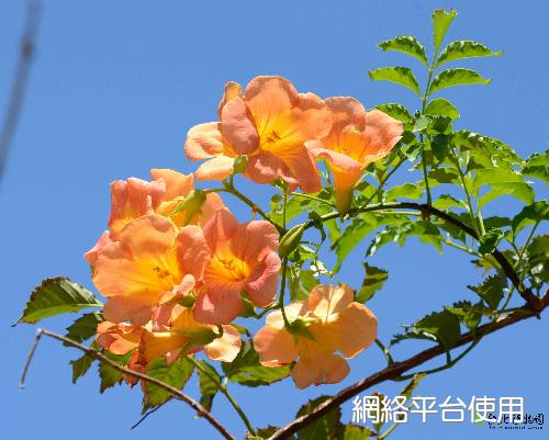 Campsis grandiflora (Thunb.) K. Schum.??