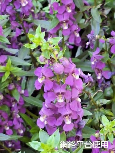 Angelonia salicariaefolia Humb. & Bonpl.