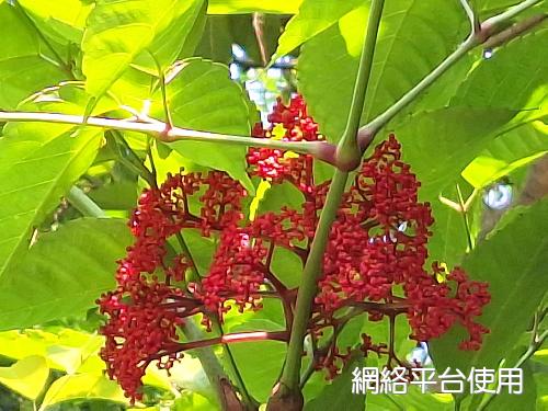 Leea guineensis G. Don???