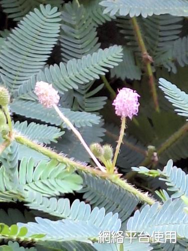 Mimosa pudica L.???