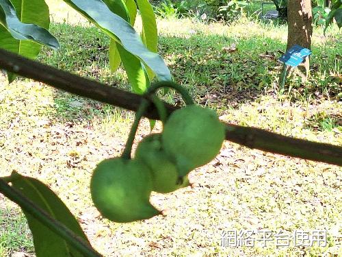 Garcinia xanthochymus Hook. f.??
