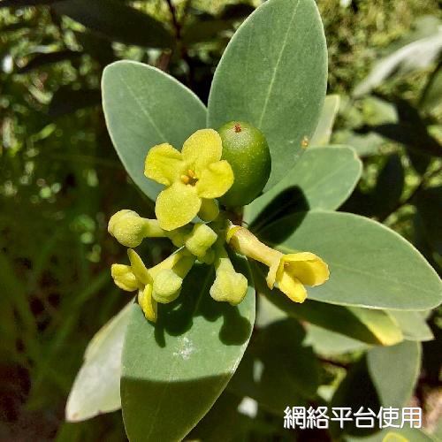Wikstroemia indica (L.) C. A. Mey.????