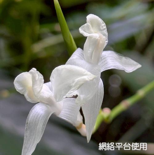 Donax cannaeformis (Forst. f.) Rolfe????